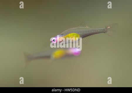 Bryaninops natans gobie, Redeye, Marsa Alam, Red Sea, Egypt Banque D'Images