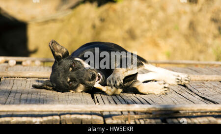 Village de black dog relaxing fixant et mâcher des os dans la lumière du soleil à midi sur le porche, Chine Banque D'Images