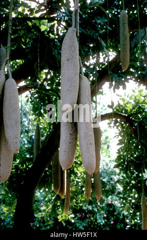 Arbre généalogique de l'Afrique de l'arbre à saucisse avec un fruit ressemble à une saucisse 1980 Banque D'Images