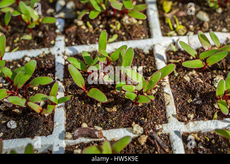 Les semis de betteraves cultivées dans une serre en polystyrène bac. Banque D'Images