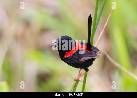 La fée-wren sur son territoire dans un marais à Atherton Tablelands, Queensland, Australie Banque D'Images