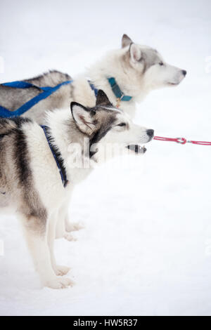 Repos en plein air avant de huskies traîneau Banque D'Images