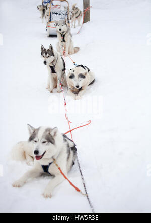 Repos en plein air avant de huskies traîneau Banque D'Images