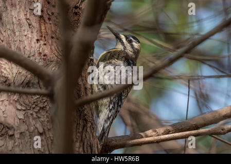 Pic maculé accroché sur le côté d'un arbre. Banque D'Images