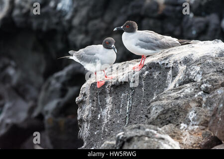Une paire de mouettes à queue pendant la saison de reproduction dans les îles Galapagos. Banque D'Images