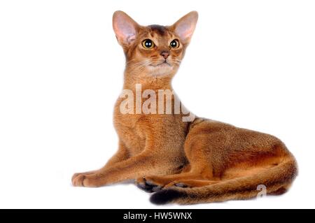 Chat abyssin (felis silvestris catus) Banque D'Images