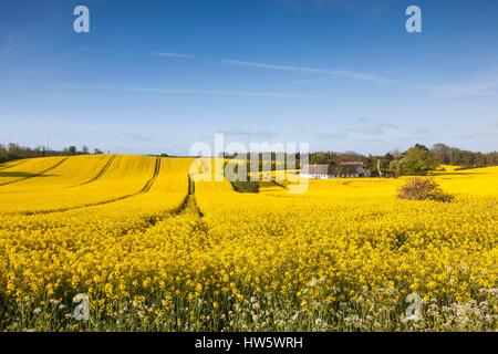 Le Danemark, Mon, Magleby, ferme et champ de colza, printemps, aube Banque D'Images