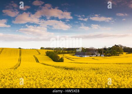 Le Danemark, Mon, Magleby, ferme et champ de colza, printemps, crépuscule Banque D'Images