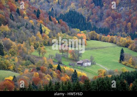 France, Doubs, Haut Doubs, Liebvillers, forêt en couleurs de l'automne, ferme isolée, les vaches vaches montbéliardes exclusivement dans les pâturages Banque D'Images