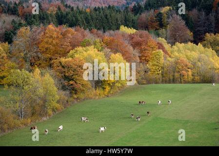 France, Doubs, Haut Doubs, Trevillers forêt en automne les couleurs, sapins, hêtres, vaches vaches montbéliardes exclusivement dans les pâturages Banque D'Images