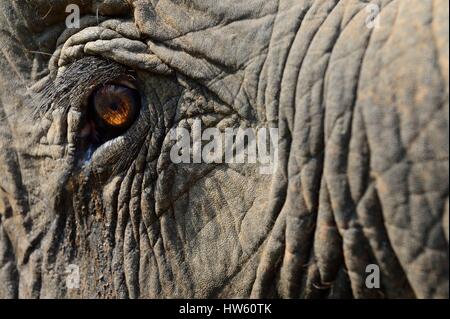 Laos, Luang Prabang province, Ban Xieng Lom, complexe touristique dédié aux éléphants Banque D'Images