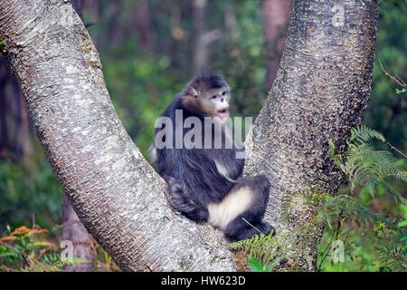 Chine, province du Yunnan, Yunnan snub-nosed Monkey (Rhinopithecus bieti) Banque D'Images