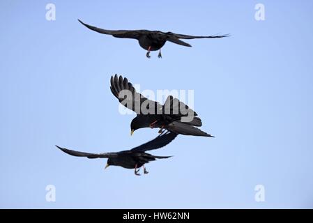 France, Savoie, Alpes, Alpine Chough (Pyrrhocorax graculus) en vol Banque D'Images