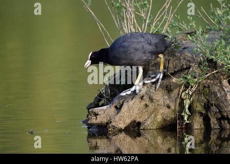 France, Doubs, Foulque macroule (Fulica atra) perché sur une racine dans un marais Banque D'Images