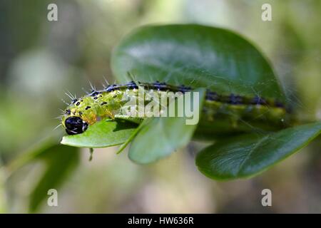 France, Morbihan, Lepidoptera, famille des, fort (Cydalima perspectalis arbre), Caterpillar Banque D'Images