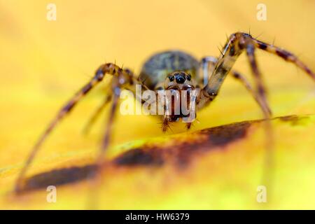 France, Morbihan, Araneae Tetragnathidae, plate, longue orb weaver ou araignée Metellina merianae (plate) Banque D'Images