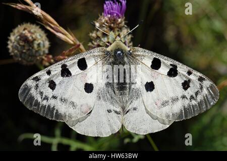 En France, en Lozère, Cévennes, Causse Méjean, papillon Apollon (Parnassius apollo) Banque D'Images