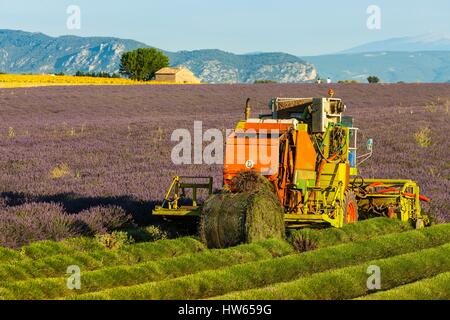 France, Alpes de Haute Provence, parc naturel régional du Verdon, plateau de Valensole, la récolte de la lavande en Juillet Banque D'Images