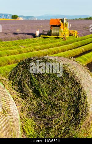 France, Alpes de Haute Provence, parc naturel régional du Verdon, plateau de Valensole, la récolte de la lavande en Juillet Banque D'Images