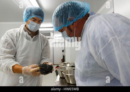 France, Gironde, bassin d'Arcachon, Biganos, Caviar de France, caviar fabricant Banque D'Images