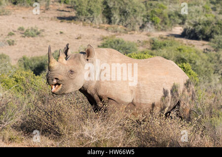 Rhinocéros noir Diceros bicornis, adultes, à l'état sauvage, en vue de côté, Afrique du Sud Banque D'Images