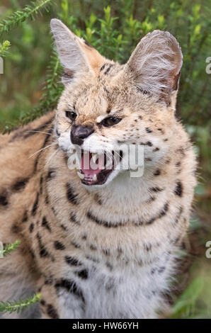 Serval, chat femelle adultes close up - Leptailurus serval, Afrique du Sud Banque D'Images