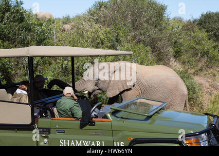 Safari Afrique du Sud - message d'éléphants touristes sur un safari en jeep, Shamwari Game Reserve, Eastern Cape, Afrique du Sud Banque D'Images