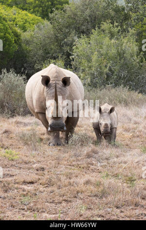 Le rhinocéros blanc, la mère et l'enfant, ou adulte et veau, Ceratotheirum Simum, Afrique du Sud Banque D'Images