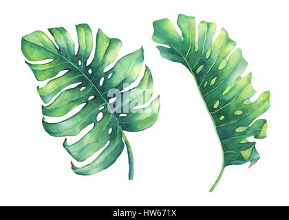 Ensemble de grandes feuilles vert tropical de Monstera plante. La main de l'aquarelle sur fond blanc. Banque D'Images