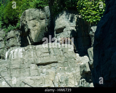 Ours grizzli (Ursus arctos horribilis) Zoo de Central Park, Manhattan, New York City Nord Banque D'Images