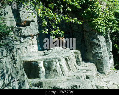 Ours grizzli (Ursus arctos horribilis) Zoo de Central Park, Manhattan, New York City Nord Banque D'Images