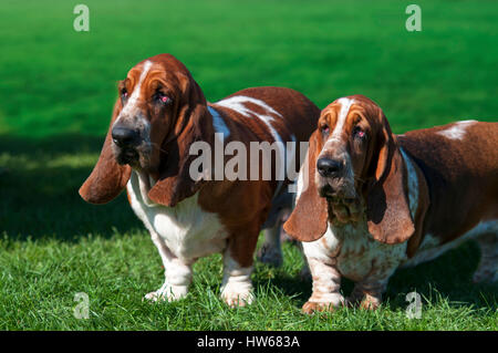 Deux chien Basset sur l'herbe verte Banque D'Images