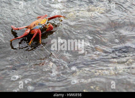 Un Sally Lightfoot Crab se trouve dans les eaux peu profondes de Puerto Egas sur l'île de Santiago dans les Galapagos. Banque D'Images