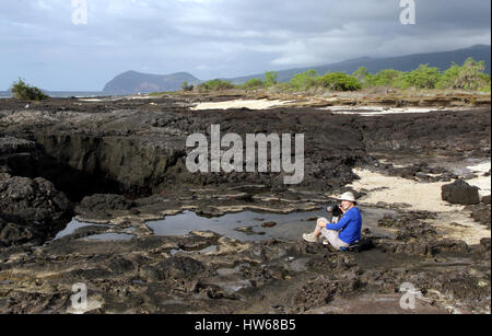 Une femelle solo traveler se trouve à proximité d'un bassin de marée parmi les formations volcaniques dans la région de Puerto Egas sur l'île de Santiago dans les Galapagos. Banque D'Images