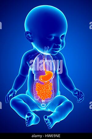 Illustration d'un système digestif du bébé. Banque D'Images