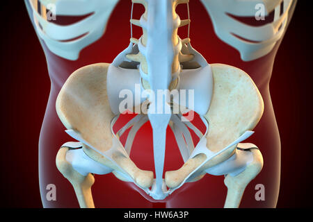 Les ligaments du bassin, de l'illustration. Banque D'Images