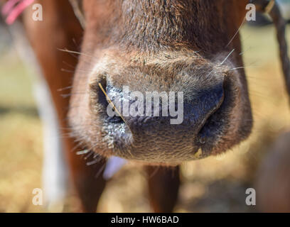 Nez vaches close-up Banque D'Images