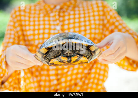 Tenir une tortue Banque D'Images