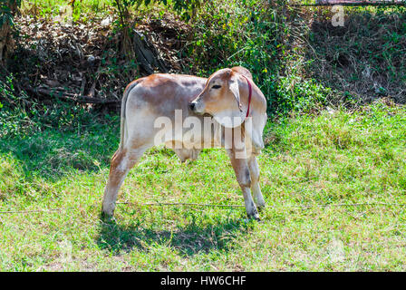 Veau brun face on Meadow Banque D'Images