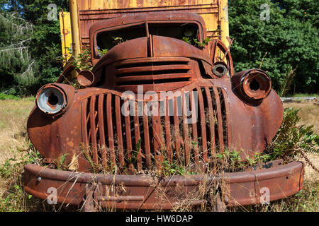 Plantes poussant hors de camion, voiture vintage scrap, Chevrolet, Kestner, Homestaed La Péninsule Olympique, Olympic National Park Banque D'Images