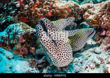 Groupe d'Honeycomb Moray, Gymnothorax favagineus, North Male Atoll, Maldives Banque D'Images