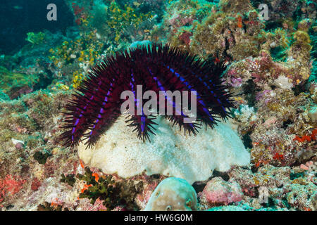 La couronne d'épines, étoile de mer Acanthaster planci, North Male Atoll, Maldives Banque D'Images