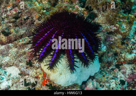 La couronne d'épines, étoile de mer Acanthaster planci, North Male Atoll, Maldives Banque D'Images