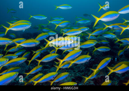 Banc de Yellowback Fusilier, Caesio teres, South Male Atoll, Maldives Banque D'Images