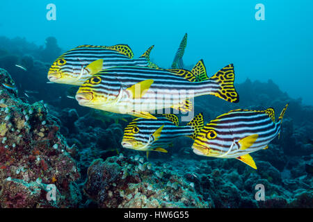 Banc de gaterins orientaux, Plectorhinchus vittatus, South Male Atoll, Maldives Banque D'Images