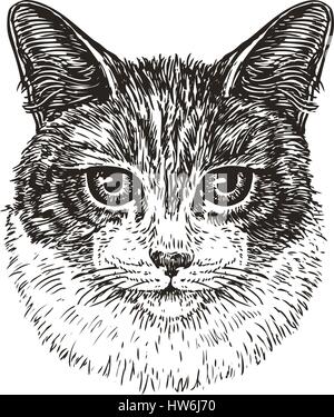 Portrait dessiné de chat mignon. Kitty, animal, animal de croquis. Vintage vector illustration Illustration de Vecteur