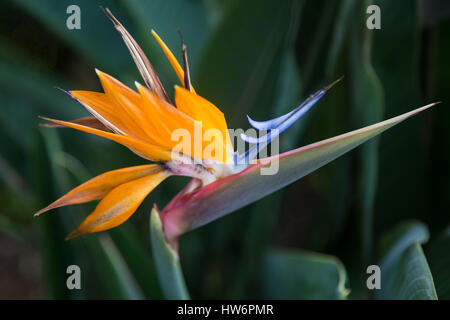 Un gros plan d'un oiseau de paradis exotique fleur sur l'île tropicale de Maui, Hawaii Banque D'Images