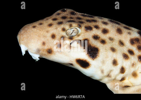 Carpetshark mouchetée indonésien, Hemiscyllium freycineti, Raja Ampat, Papouasie occidentale, en Indonésie Banque D'Images