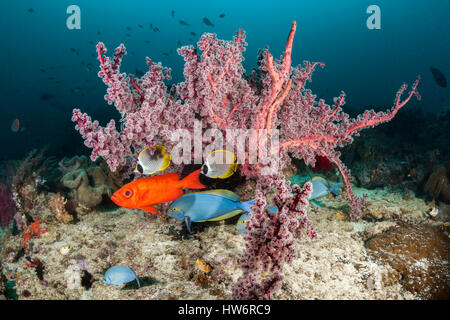 Poissons de corail coloré, Priacanthus hamrur, Raja Ampat, Papouasie occidentale, en Indonésie Banque D'Images