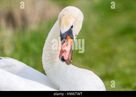 Cygne blanc Banque D'Images